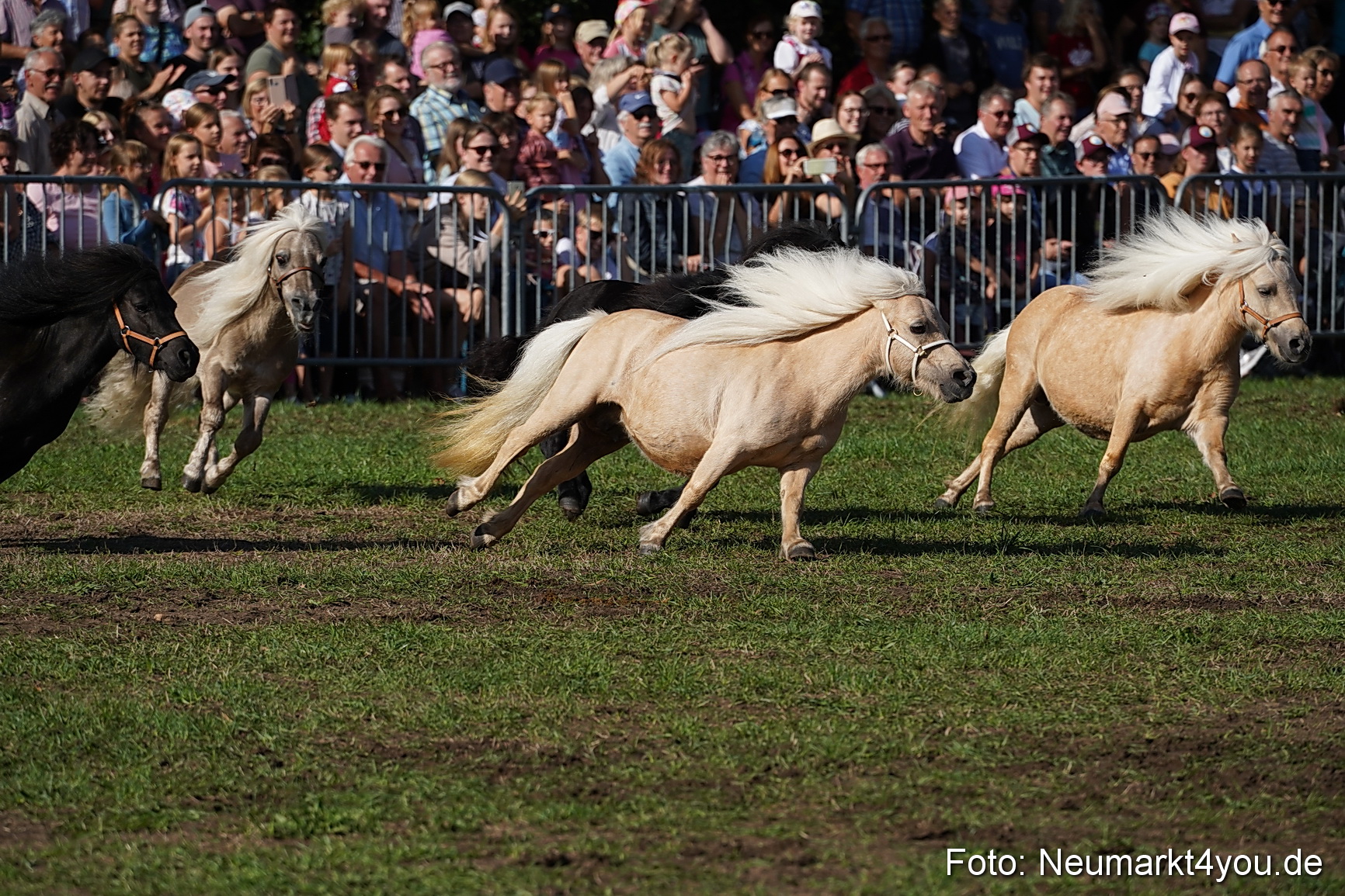 Pferde und Fohlenschau 2022 0078 